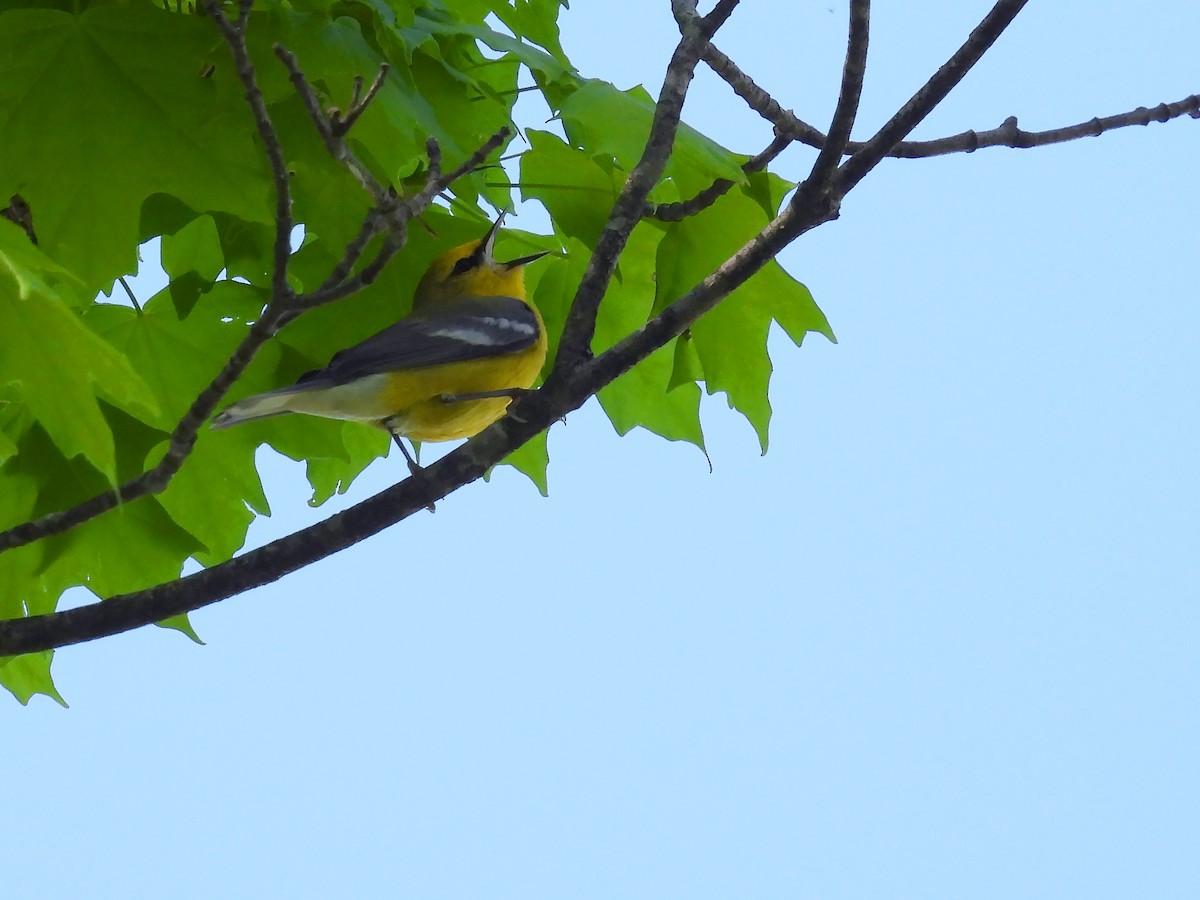 Blue-winged Warbler - Michael Schramm