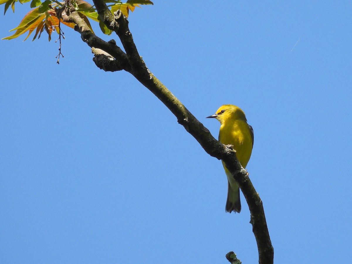 Blue-winged Warbler - Michael Schramm