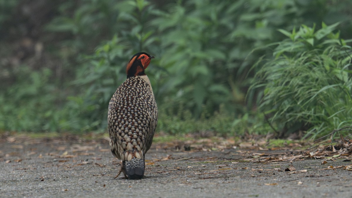 Cabot's Tragopan - ML618420533