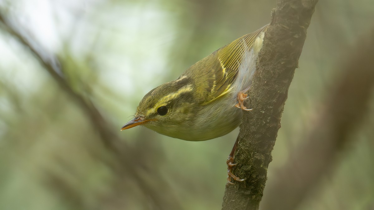 Mosquitero de Hartert - ML618420543