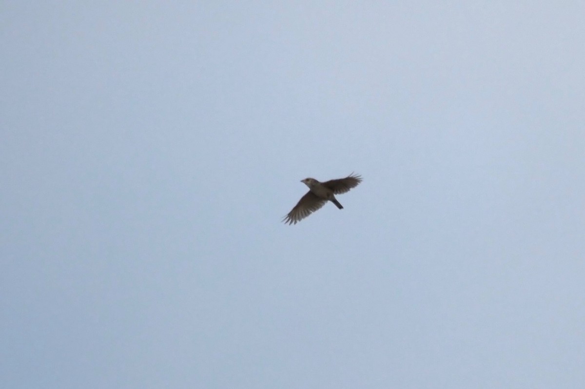 Somali Short-toed Lark (Athi) - ML618420549