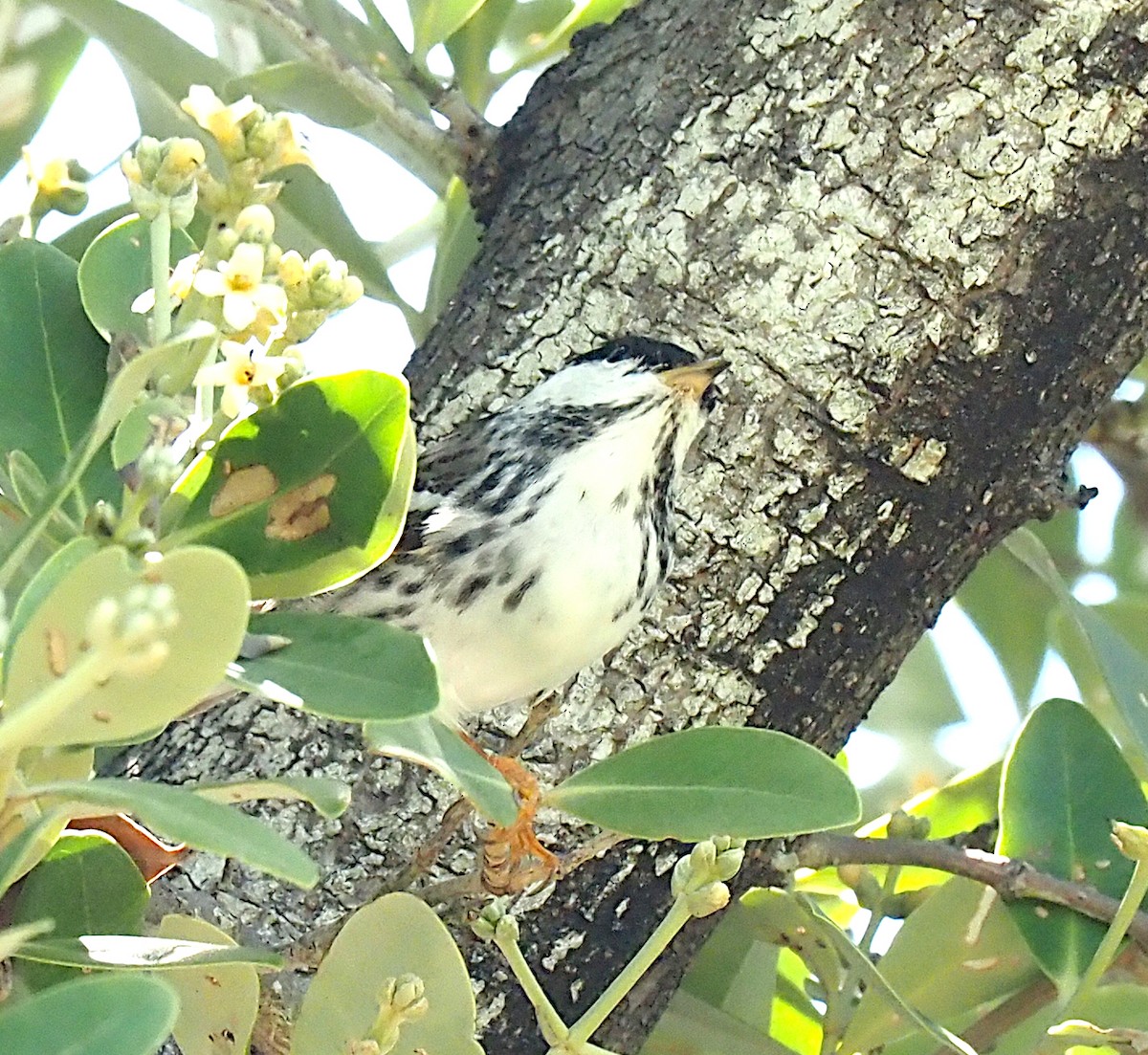 Blackpoll Warbler - ML618420565