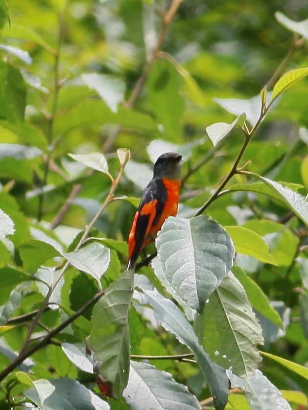 Gray-chinned Minivet - Joost Foppes