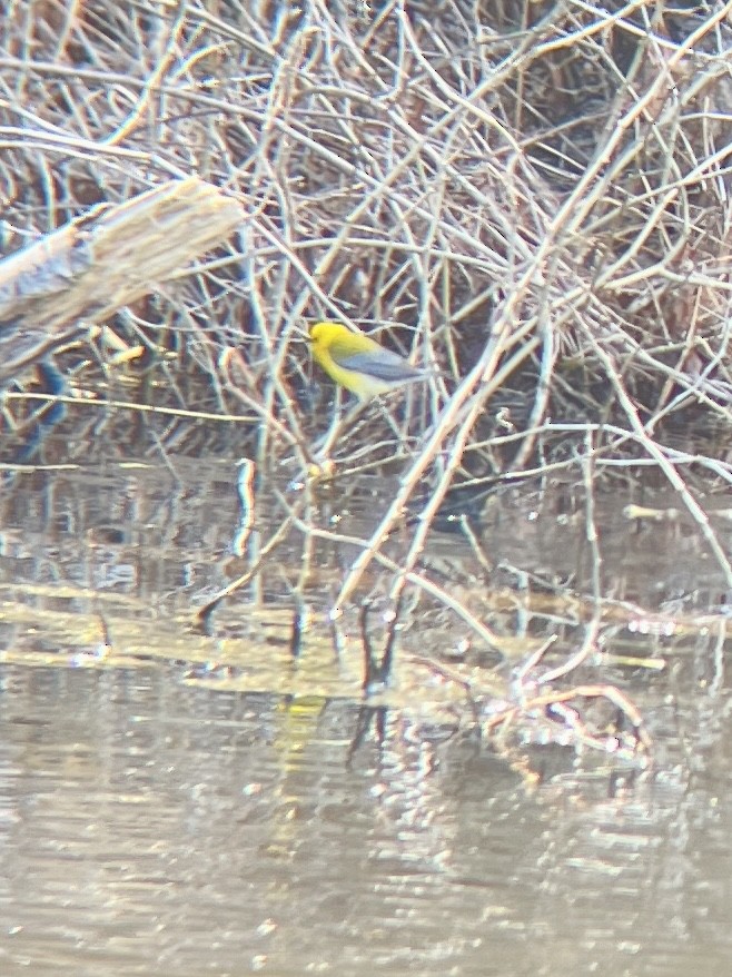 Prothonotary Warbler - ML618420596