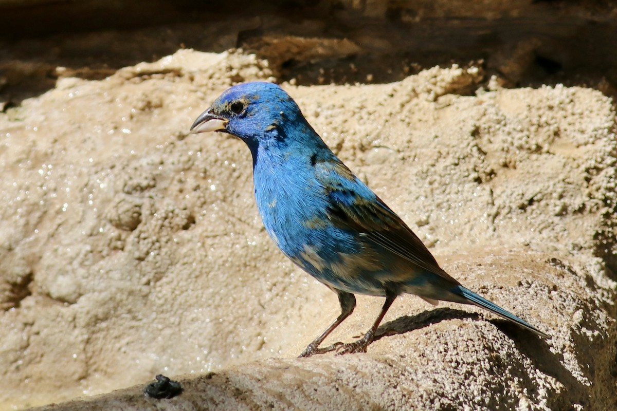 Indigo Bunting - ML618420618