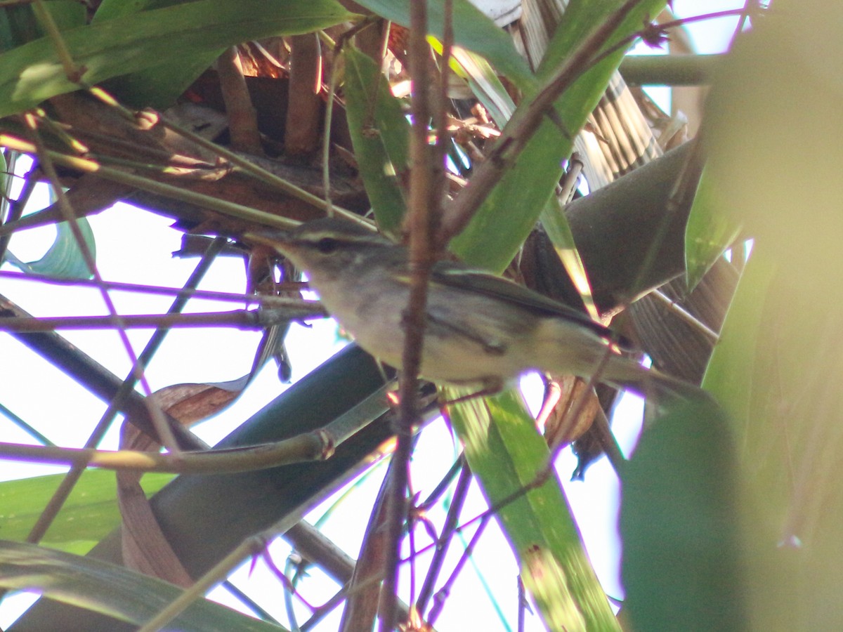 Two-barred Warbler - ML618420630