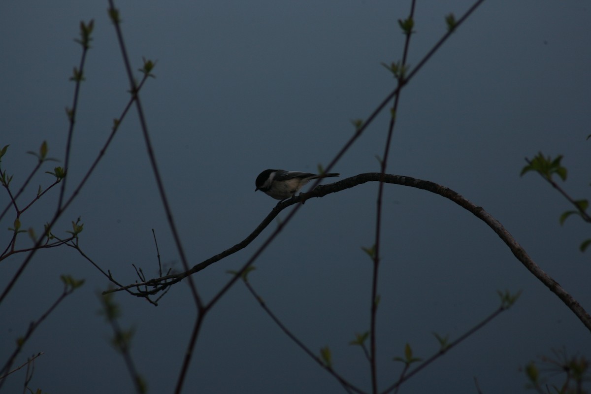 Black-capped Chickadee - Timothy Sullivan