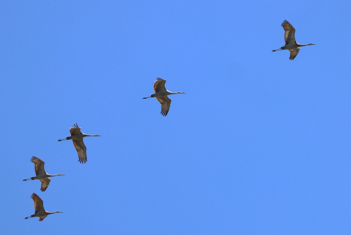 Sandhill Crane - Aldo Bertucci