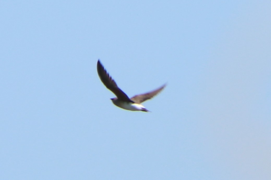 Oriental Pratincole - ML618420689