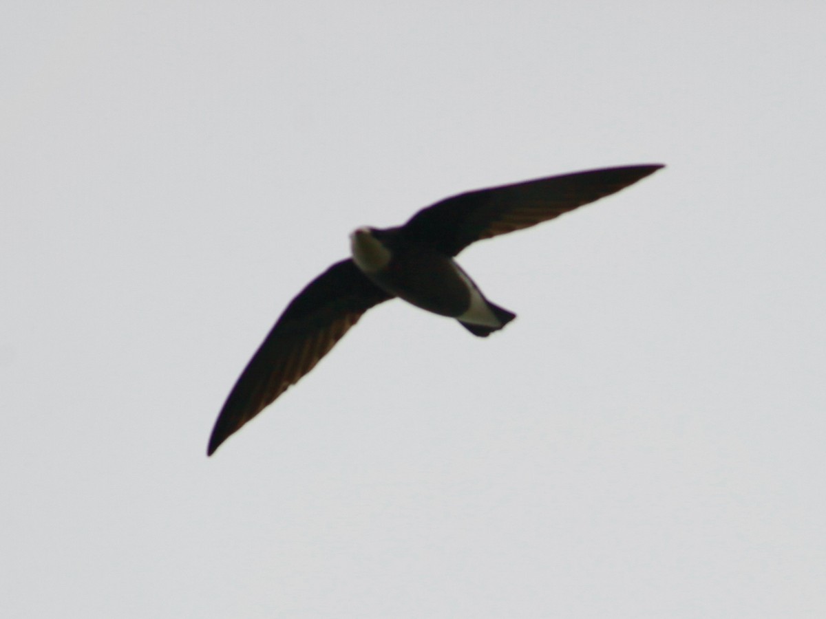 White-throated Needletail - Joost Foppes