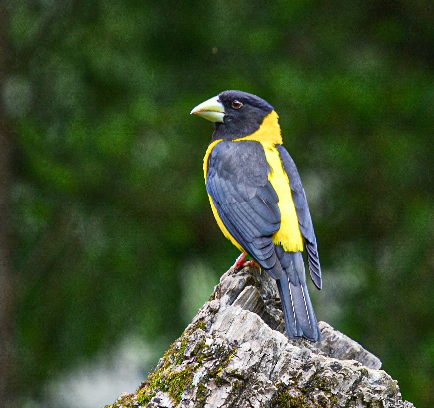 Black-and-yellow Grosbeak - Susheel Rattan Sharma