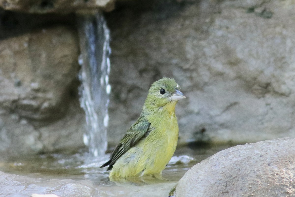 Painted Bunting - ML618420753