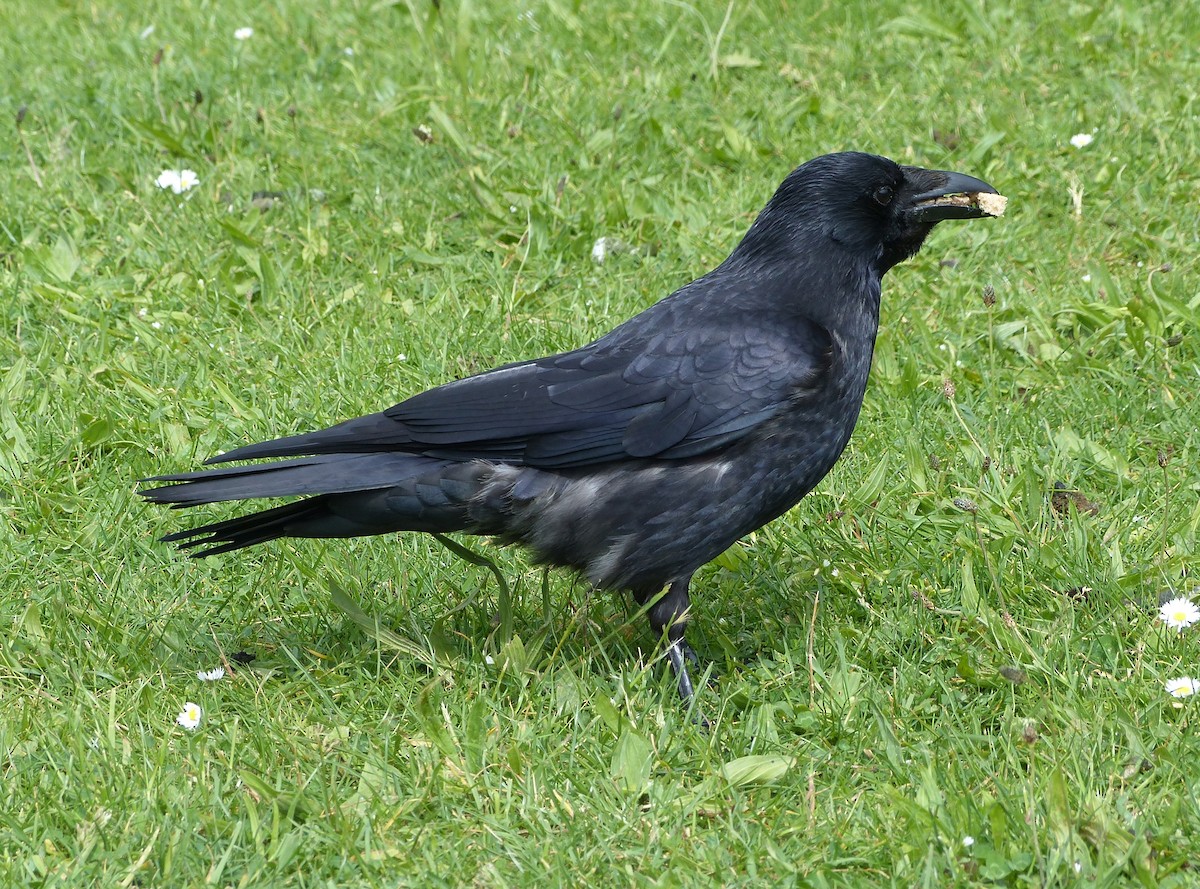 Carrion x Hooded Crow (hybrid) - ML618420758