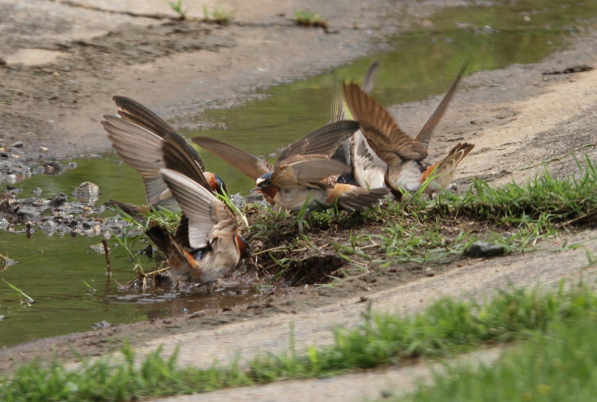 Cliff Swallow - ML618420771