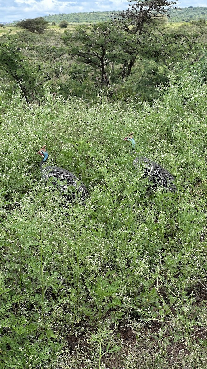 Helmeted Guineafowl - ML618420776