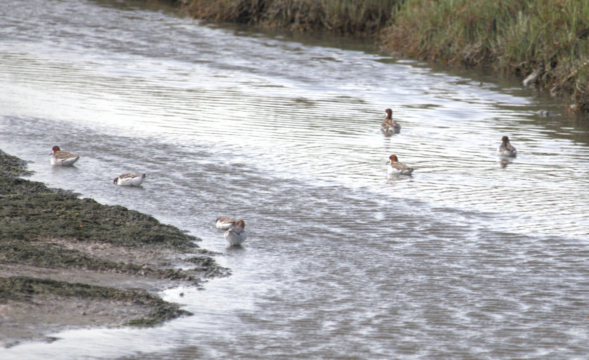 Red-necked Phalarope - ML618420792