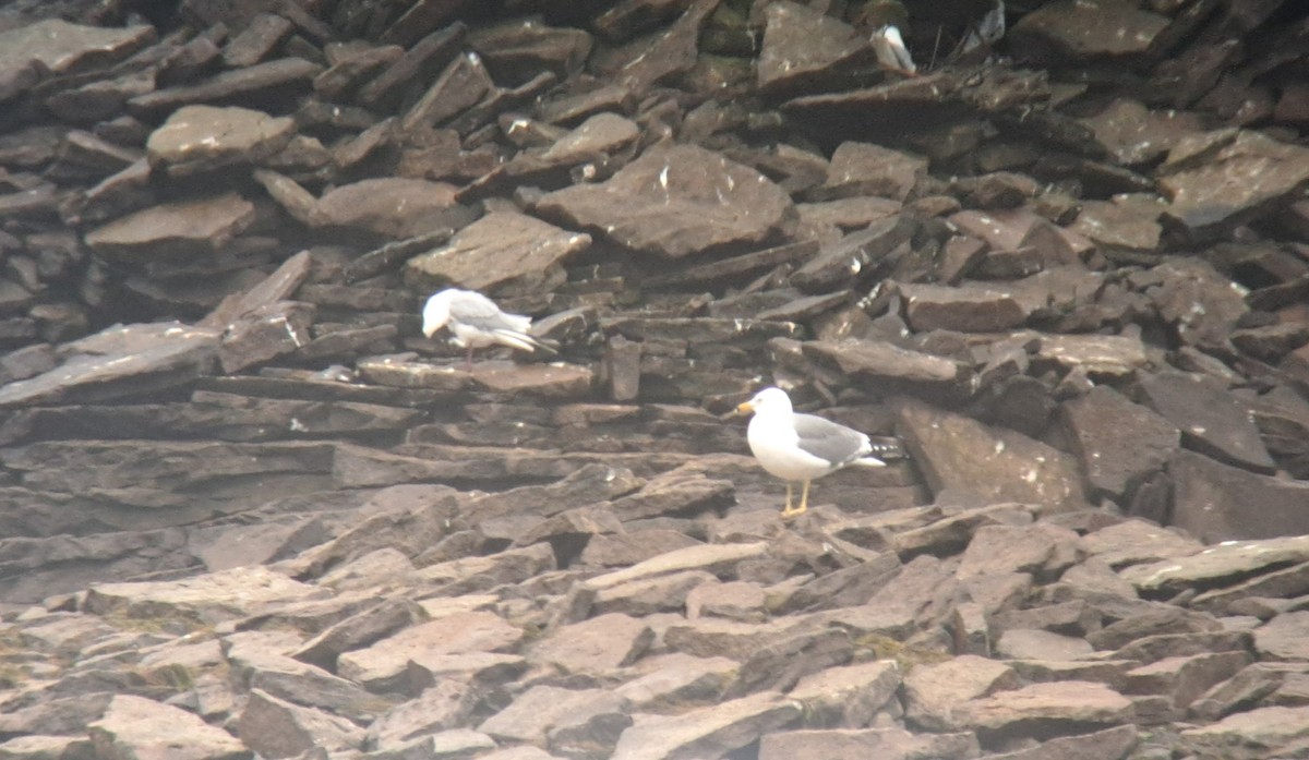 Ring-billed x Lesser Black-backed Gull (hybrid) - Alexander Lees