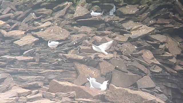 Ring-billed x Lesser Black-backed Gull (hybrid) - ML618420809