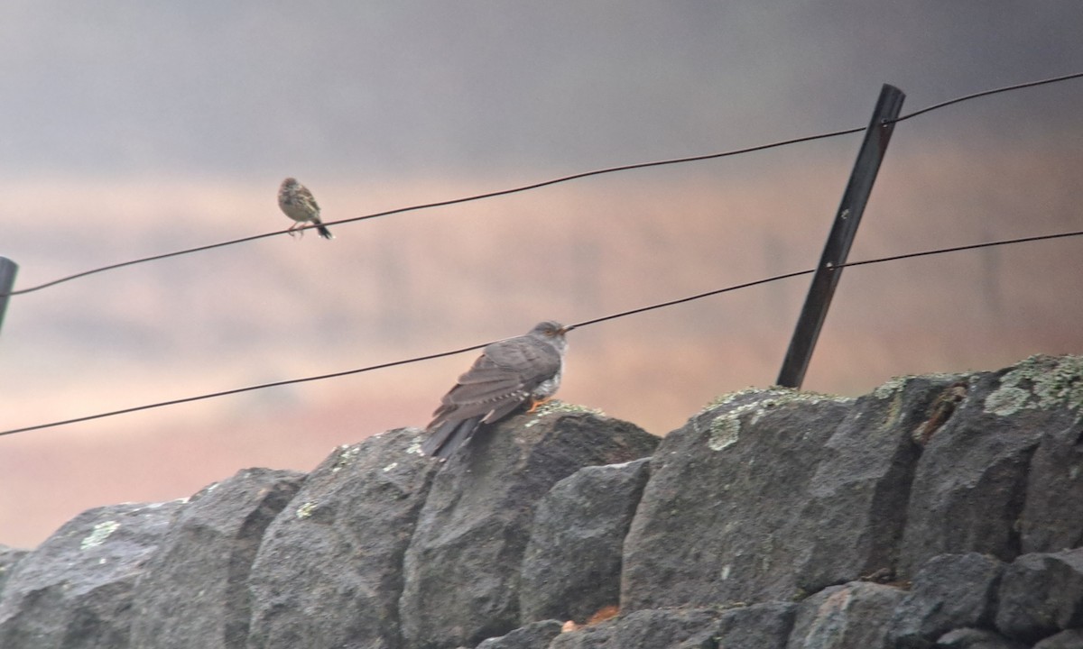 Common Cuckoo - Alexander Lees