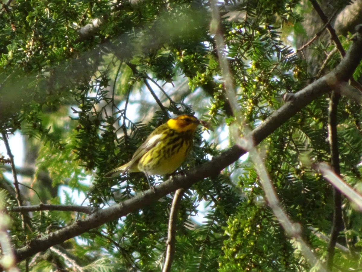 Cape May Warbler - ML618420828