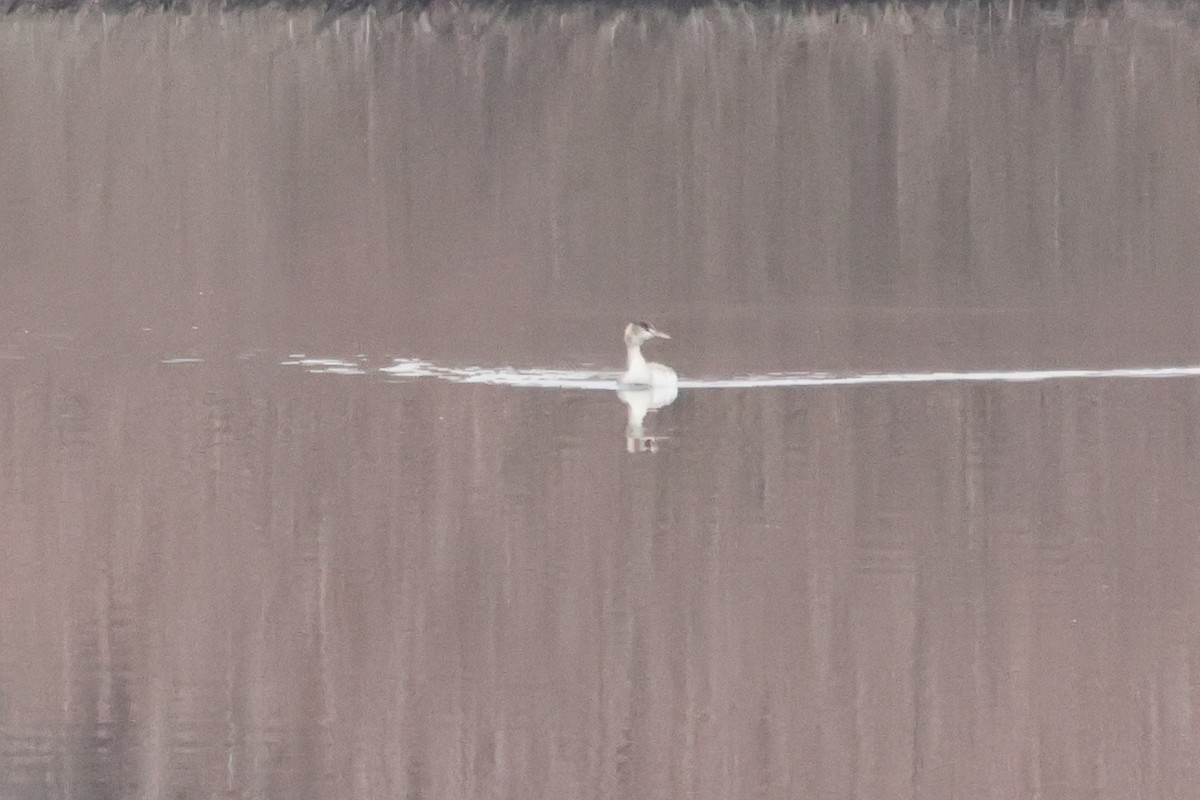 Great Crested Grebe - Alexandre Hespanhol Leitão