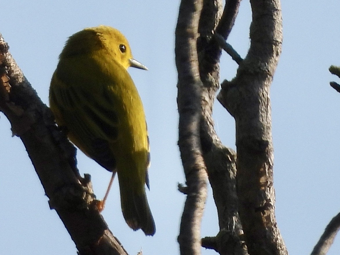 Yellow Warbler - ML618420838