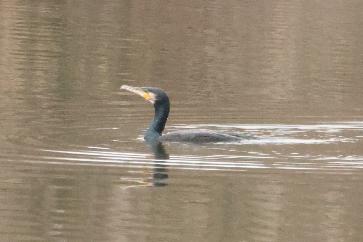 Great Cormorant - ML618420881