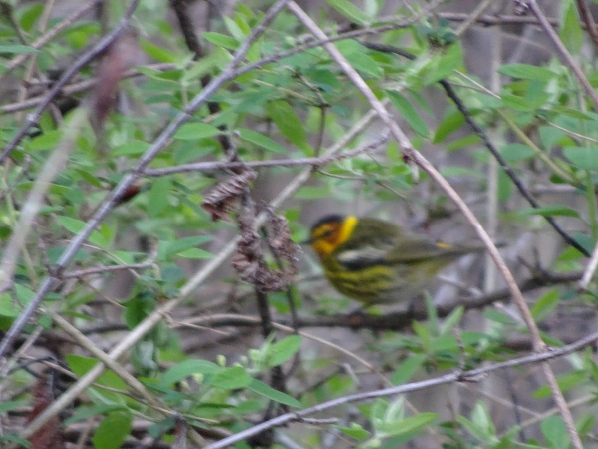 Cape May Warbler - ML618420909