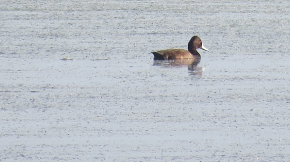 Southern Pochard - ML618420924