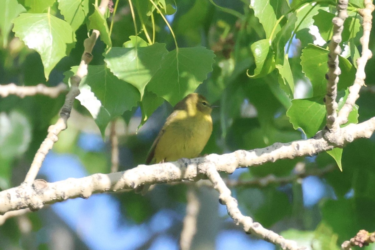 Orange-crowned Warbler - ML618420937