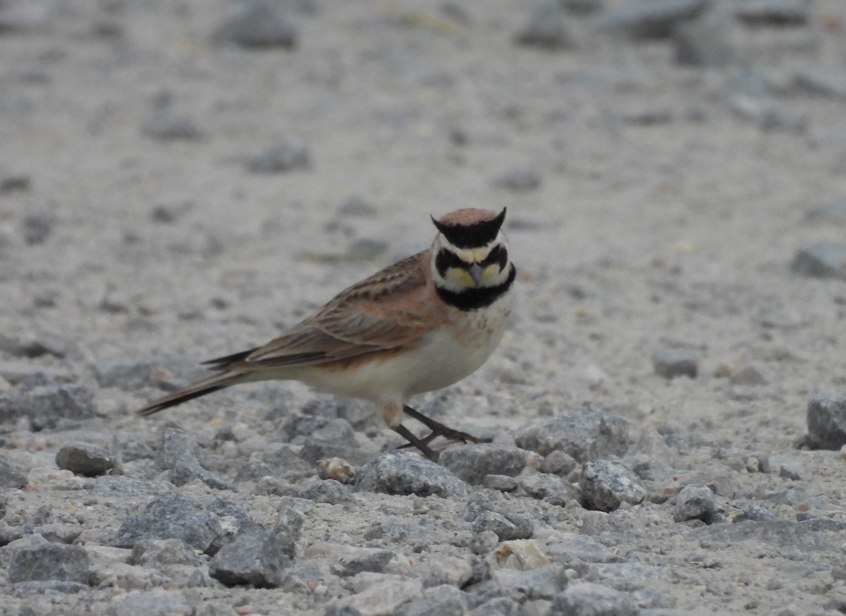 Horned Lark - Mark DiGiovanni