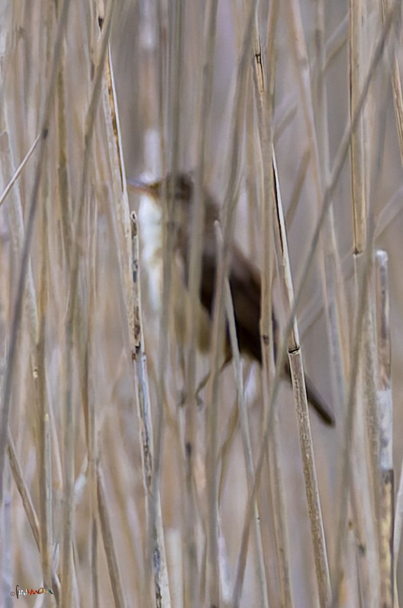 Common Reed Warbler - ML618420955
