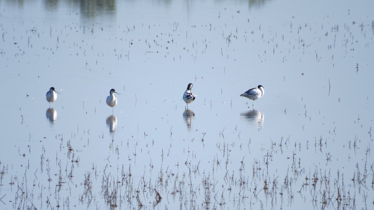 Avocette élégante - ML618420969