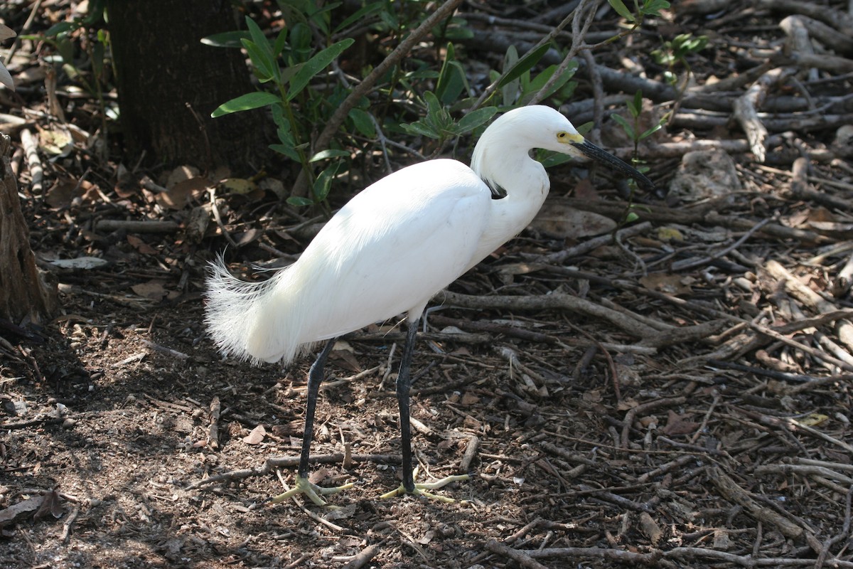 Snowy Egret - ML618420983