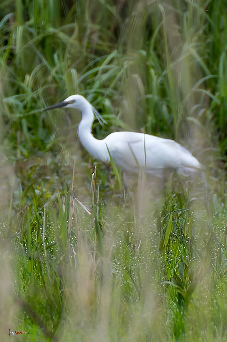 Little Egret - ML618421022