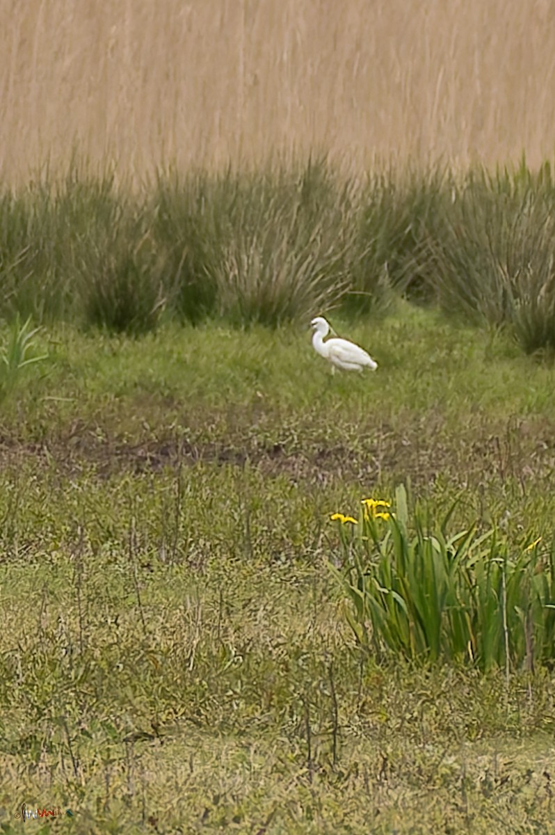 Little Egret - Simon Robinson