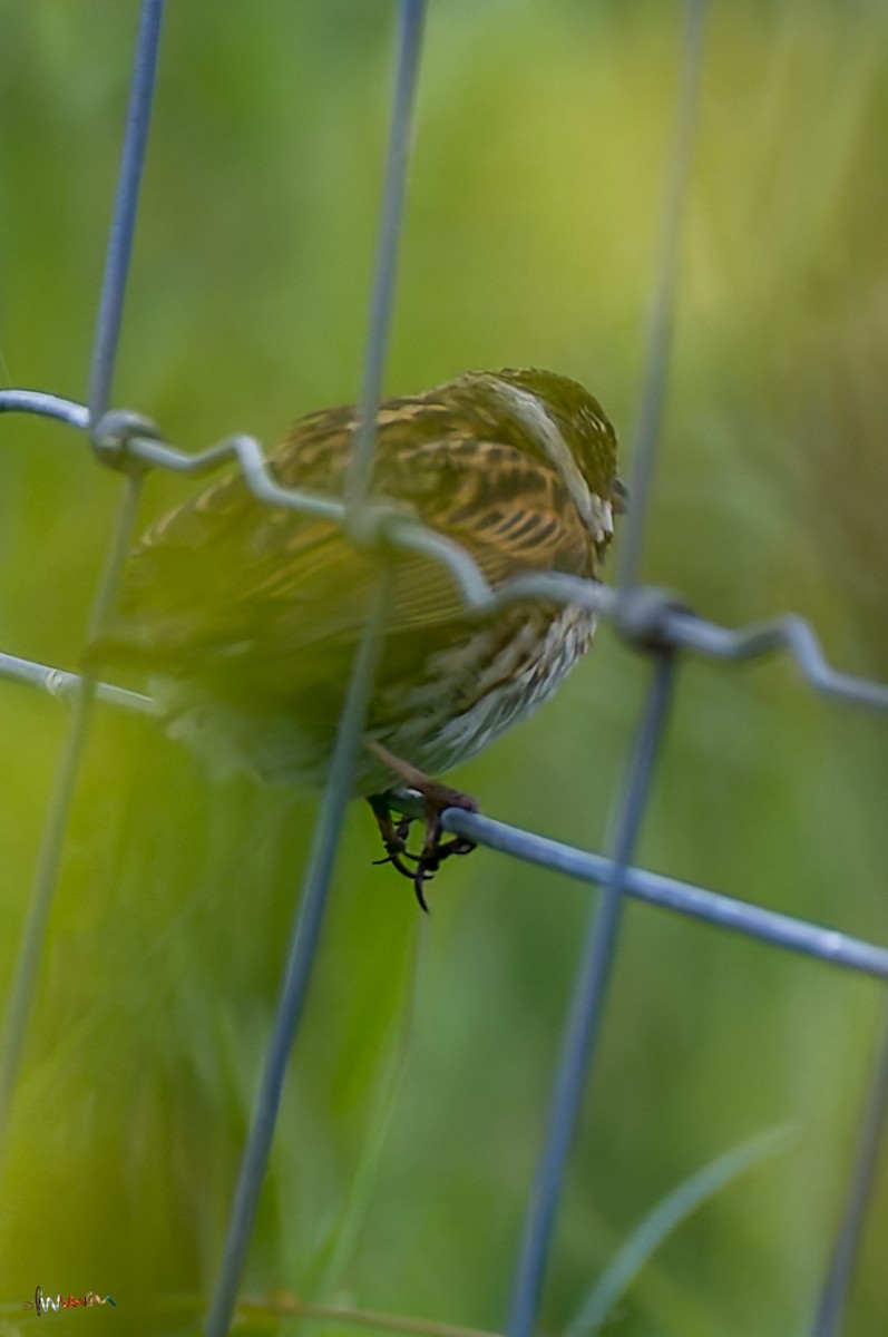 Reed Bunting - ML618421029