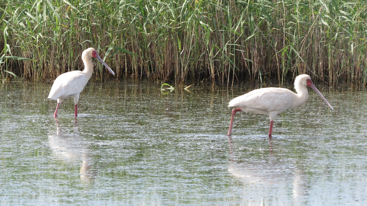 African Spoonbill - ML618421044