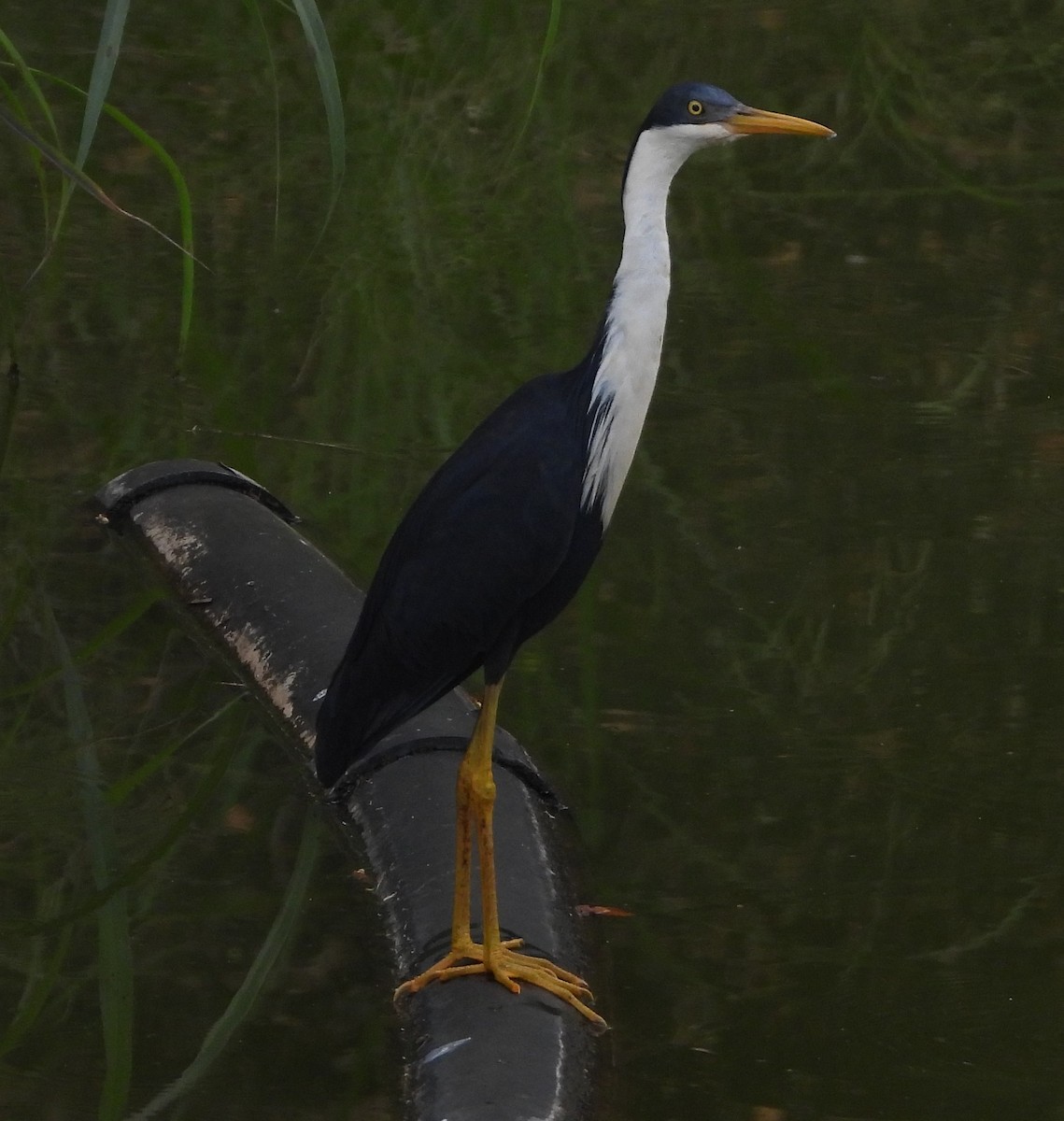 ムナジロクロサギ - ML618421062