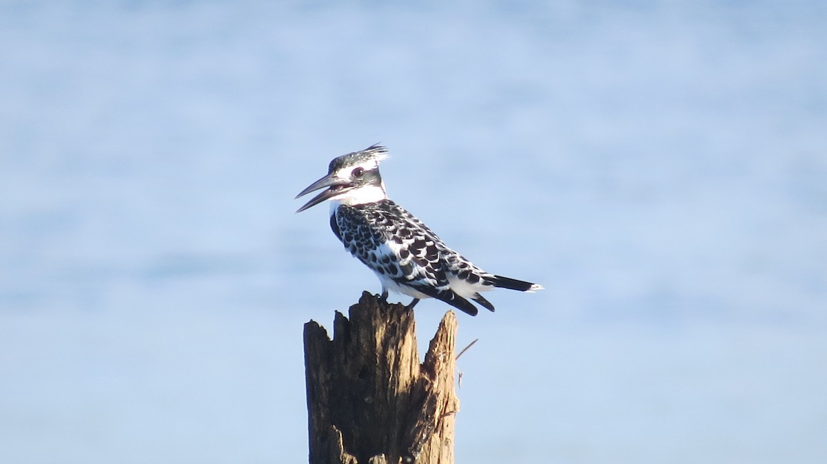 Pied Kingfisher - Mark VAN BOEKEL