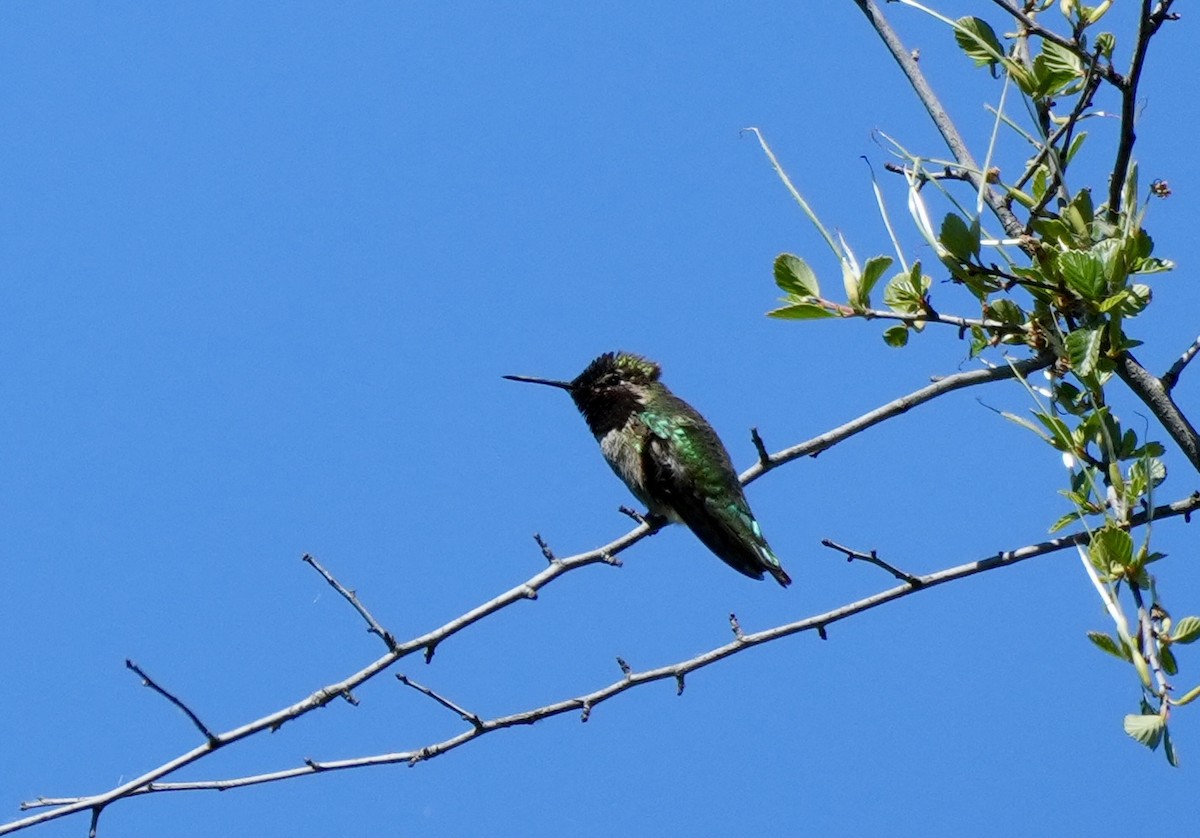 Anna's Hummingbird - ML618421066