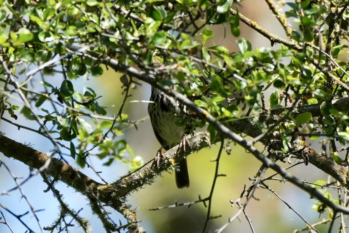Song Sparrow - ML618421079