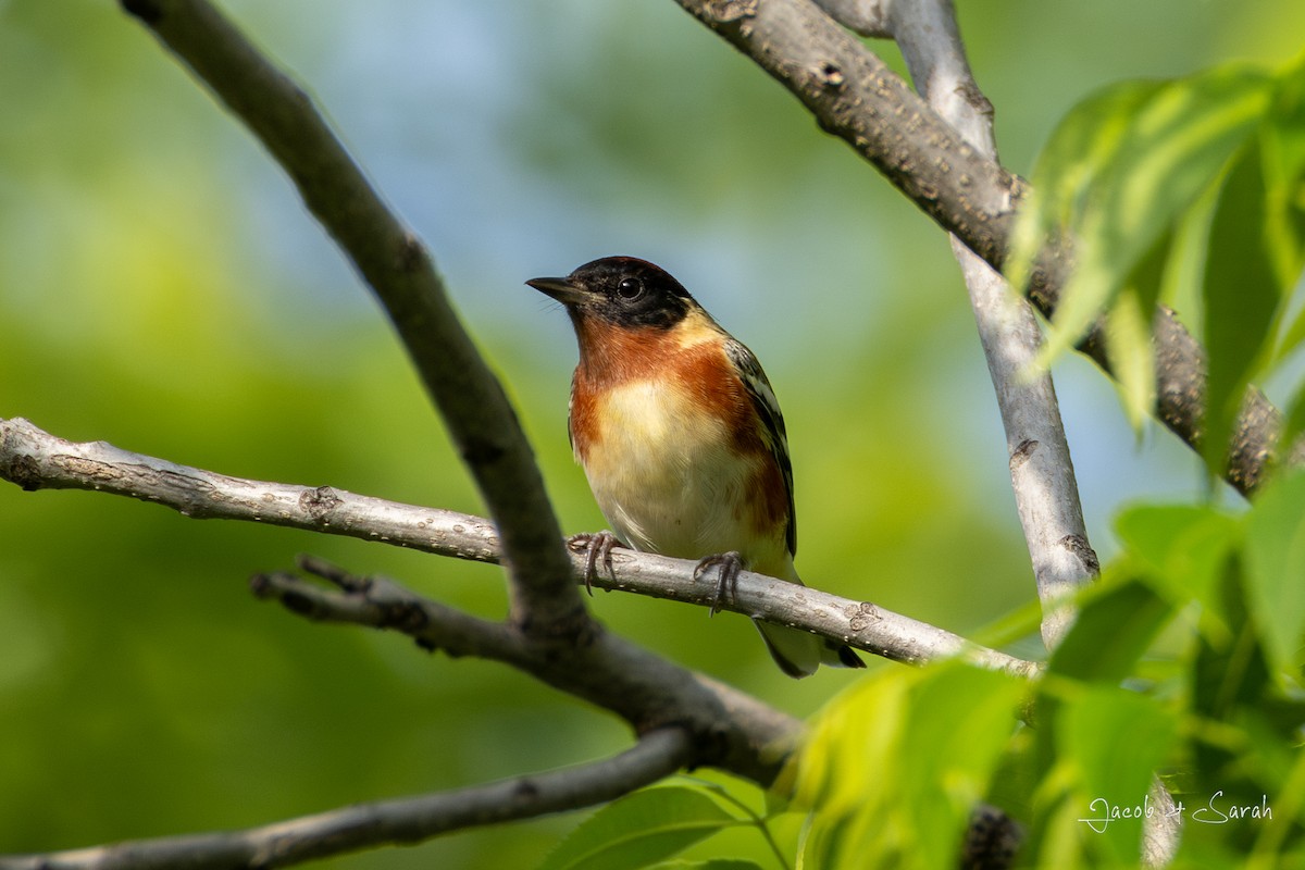 Bay-breasted Warbler - ML618421081