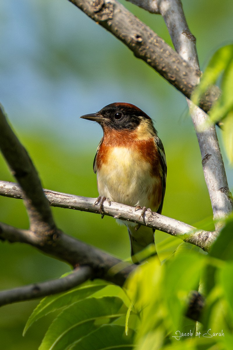 Bay-breasted Warbler - ML618421083