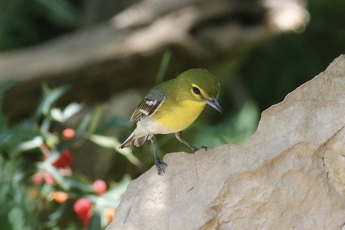 Yellow-throated Vireo - ML618421091