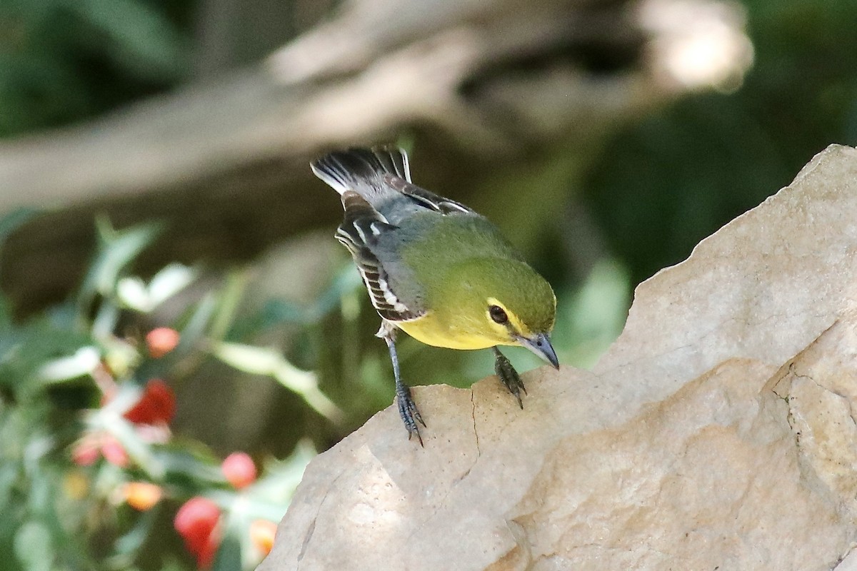 Yellow-throated Vireo - ML618421092