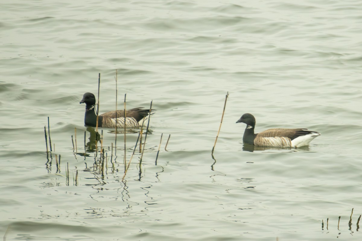 Brant - ML618421093