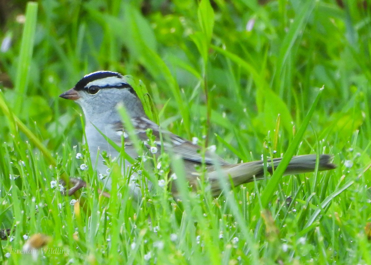 White-crowned Sparrow - ML618421102