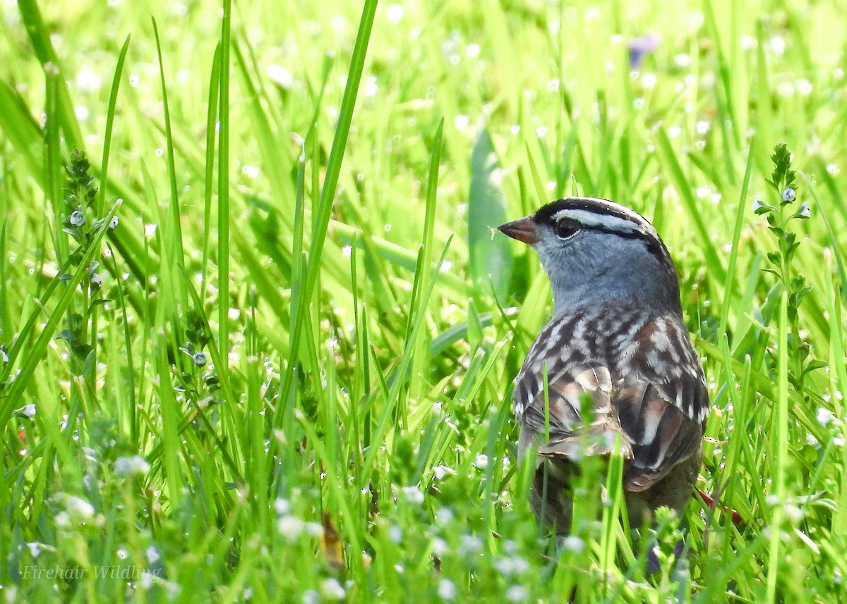 White-crowned Sparrow - ML618421108