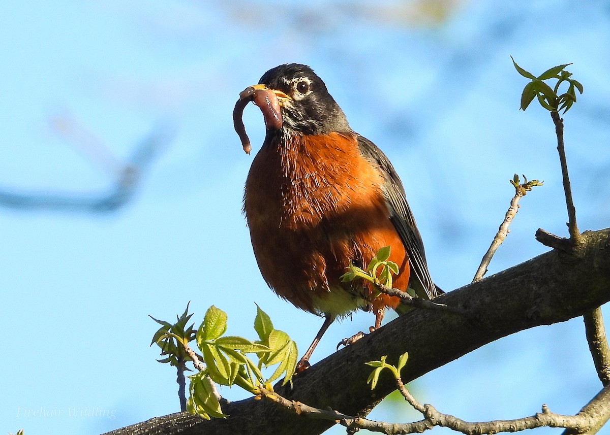 American Robin - ML618421120